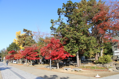 松が岬公園の紅葉・黄葉　２０１９．１１．１３朝_c0075701_09271029.jpg