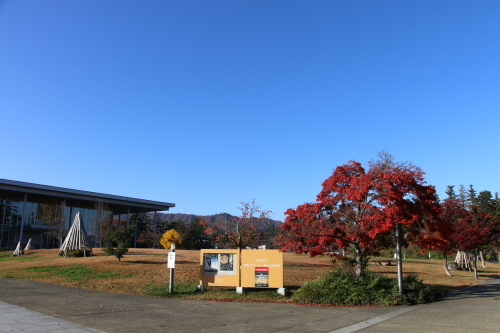 松が岬公園の紅葉・黄葉　２０１９．１１．１３朝_c0075701_09271525.jpg