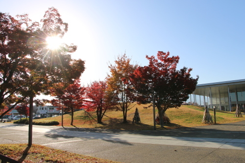 松が岬公園の紅葉・黄葉　２０１９．１１．１３朝_c0075701_09272546.jpg