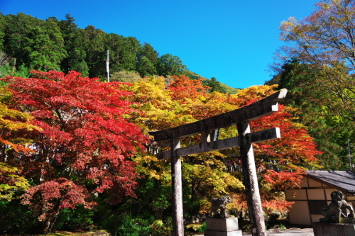 古峰神社の紅葉1_a0263109_15020912.jpg
