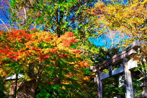 古峰神社の紅葉1_a0263109_15020966.jpg