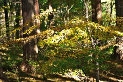古峰神社の紅葉1_a0263109_15024209.jpg