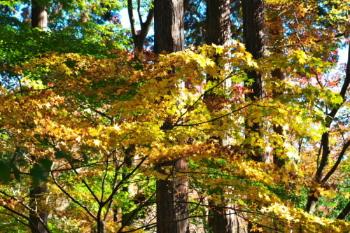 古峰神社の紅葉1_a0263109_15024306.jpg