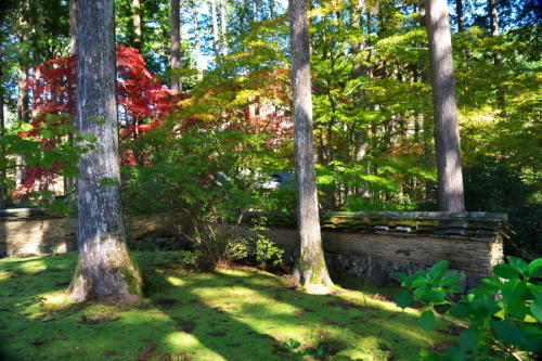 古峰神社の紅葉1_a0263109_15024349.jpg