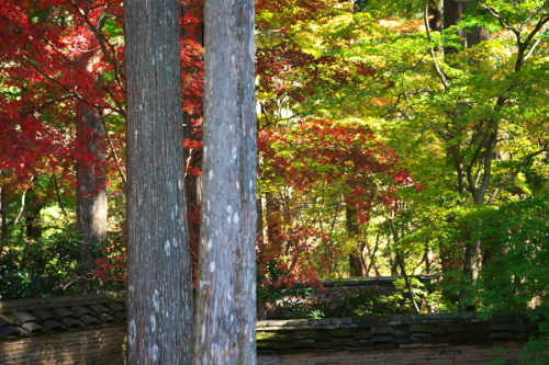古峰神社の紅葉2_a0263109_15052710.jpg