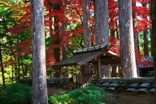 古峰神社の紅葉2_a0263109_15060661.jpg