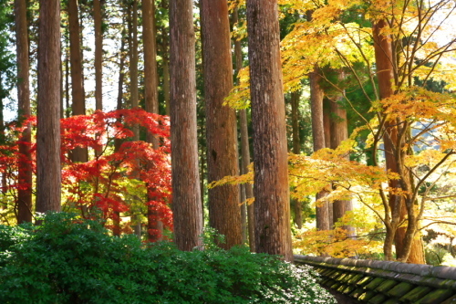 古峰神社の紅葉2_a0263109_15060778.jpg