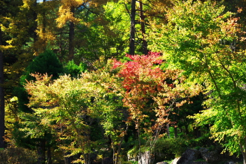 古峰神社の紅葉2_a0263109_15064672.jpg