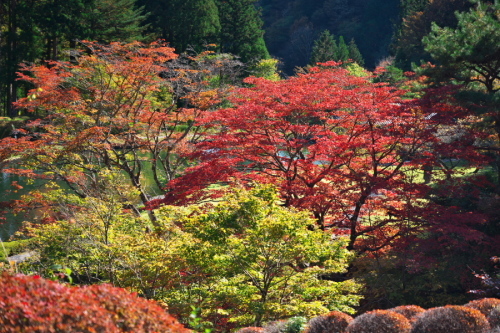 古峰神社の紅葉2_a0263109_15064730.jpg