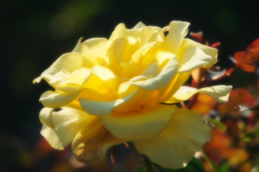 旧古河庭園の薔薇1_a0263109_18345817.jpg