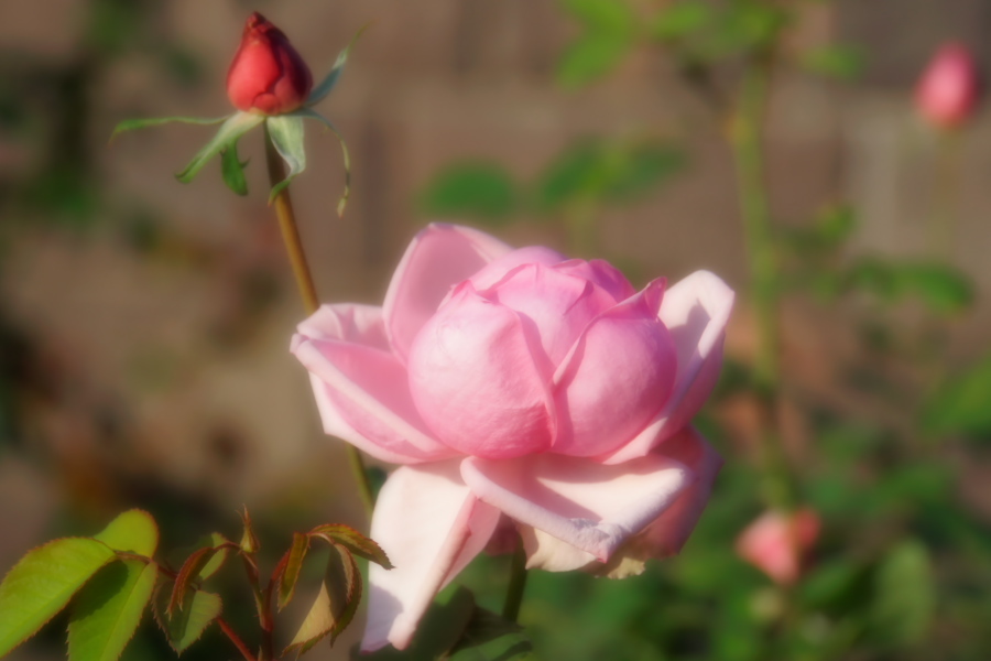 旧古河庭園の薔薇1_a0263109_18345930.jpg
