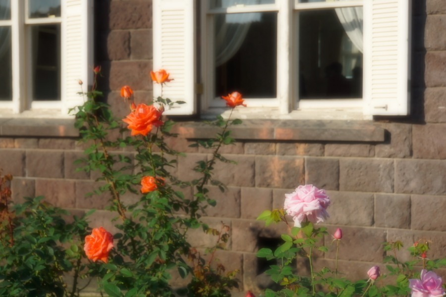 旧古河庭園の薔薇1_a0263109_18345934.jpg