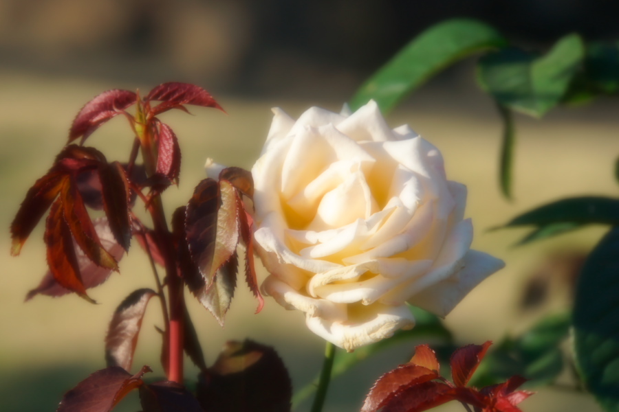 旧古河庭園の薔薇1_a0263109_18345954.jpg