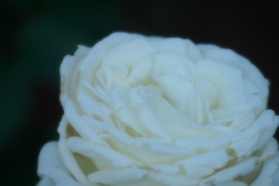 旧古河庭園の薔薇1_a0263109_18345984.jpg