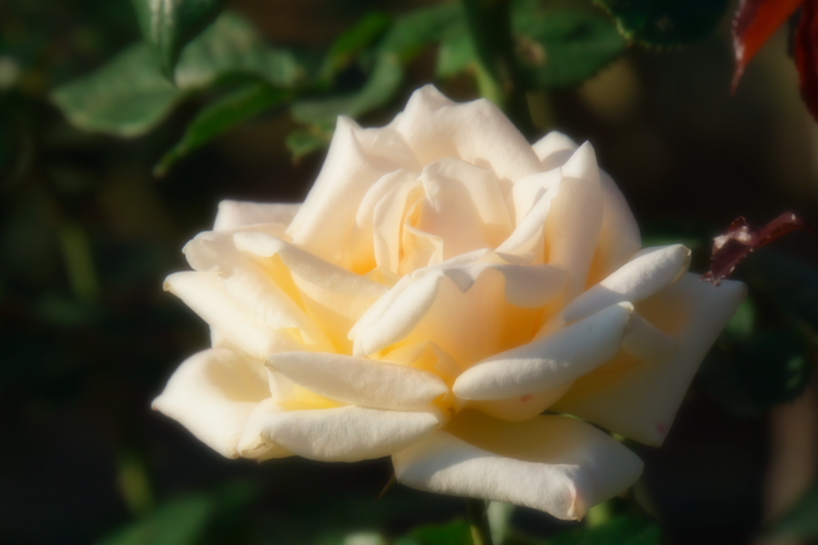 旧古河庭園の薔薇1_a0263109_18345985.jpg