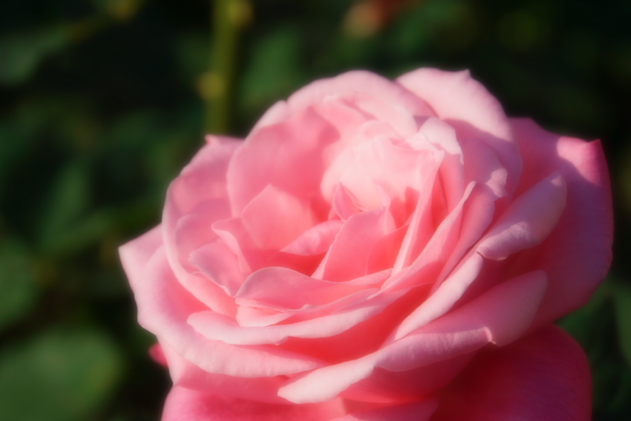 旧古河庭園の薔薇1_a0263109_18350028.jpg