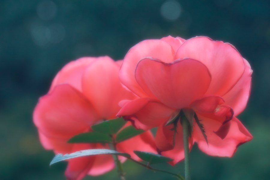 旧古河庭園の薔薇1_a0263109_18352022.jpg