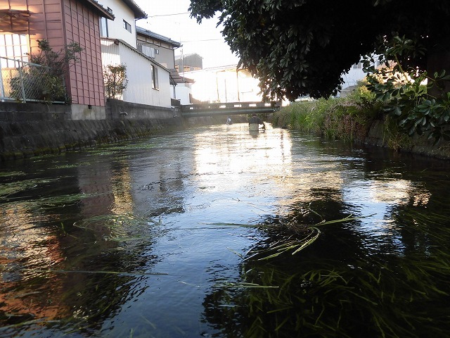 水草を食べるオオバン君、早く来てくれ！　今年最後の田宿川の川そうじ_f0141310_06572352.jpg