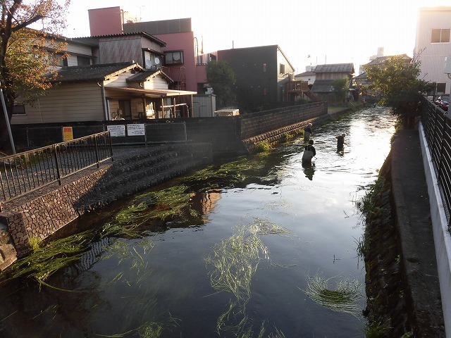 水草を食べるオオバン君、早く来てくれ！　今年最後の田宿川の川そうじ_f0141310_06573012.jpg