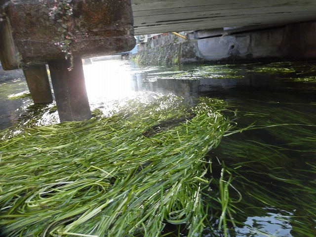 水草を食べるオオバン君、早く来てくれ！　今年最後の田宿川の川そうじ_f0141310_06573493.jpg