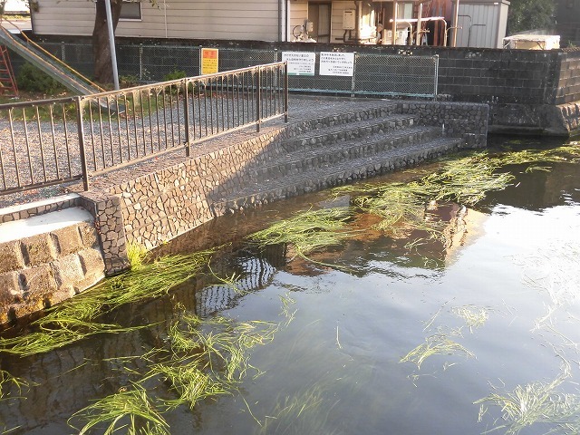 水草を食べるオオバン君、早く来てくれ！　今年最後の田宿川の川そうじ_f0141310_06574192.jpg