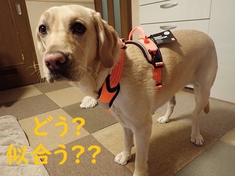 プーちゃんの福袋。_c0182012_12440648.jpg
