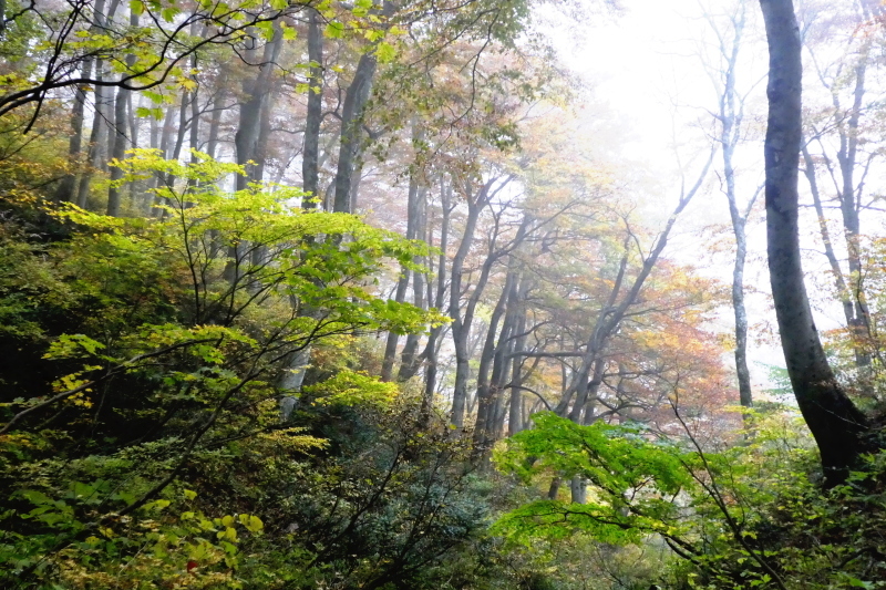 日本百名山 紅葉見ごろ　大山 (1,709.4M)  下山 編 ＮＯ２_d0170615_20213760.jpg