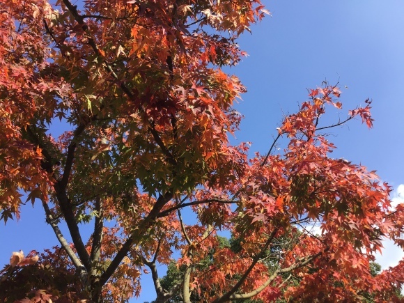 太宰府・秋散策 ①_b0325317_12202463.jpeg