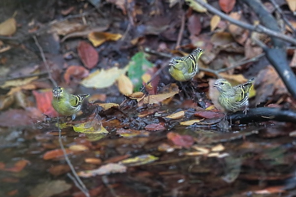 水場のマヒワ_e0413627_15163881.jpg