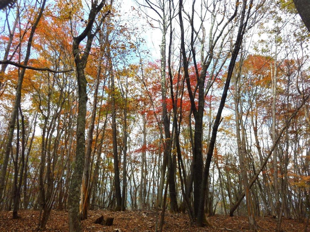 11 13 水 向山 オマキ平 ぽつぽつ山レポ ときどき休み ところにより道草