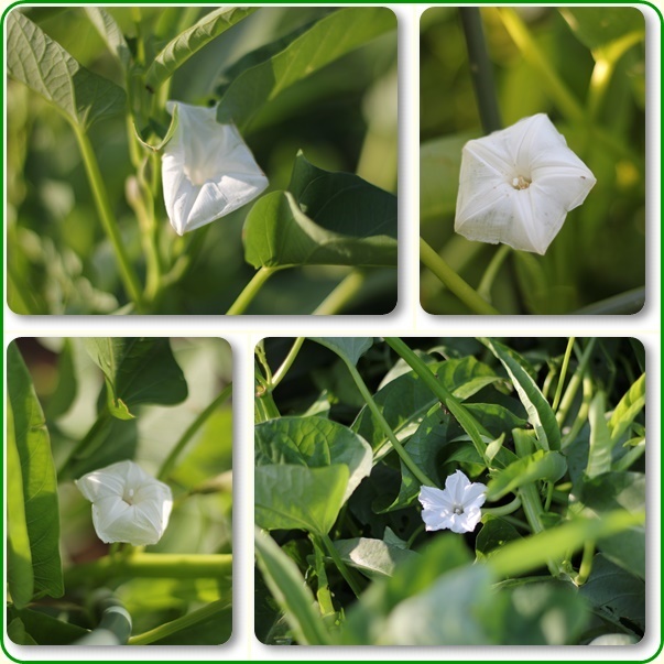 初めて見た野菜の花！！！_e0052135_16204684.jpg