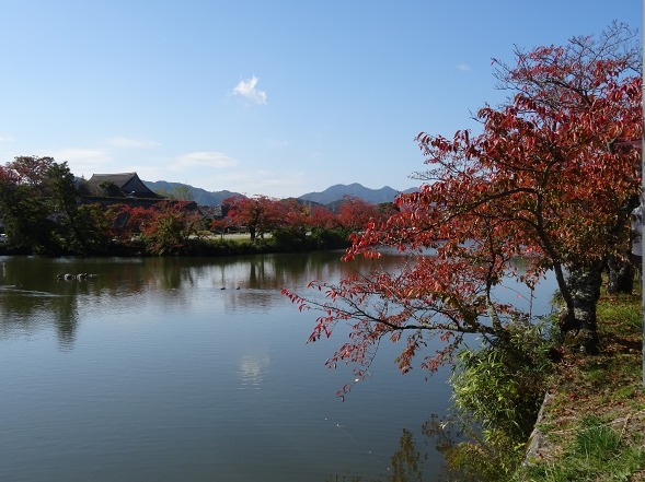 丹波篠山城の紅葉 彩の気まぐれ写真