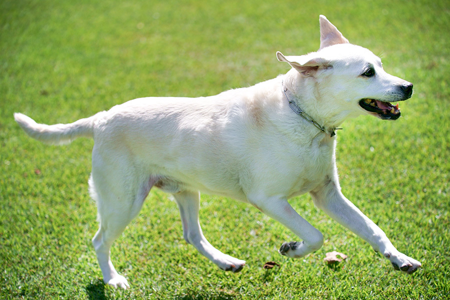 リタイア犬日記 19 9 30 マメスケが走った 写像的空間