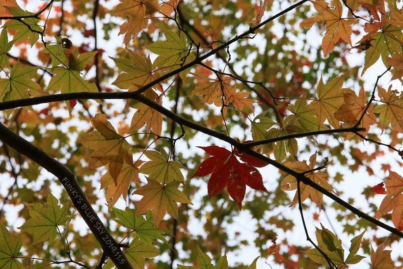 c0145250_10420871.jpg
