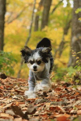 c0145250_11591494.gif