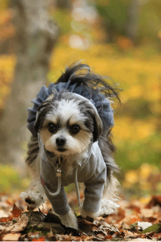 c0145250_11593530.gif