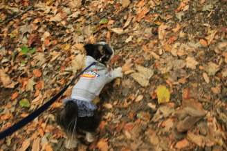c0145250_19004053.gif