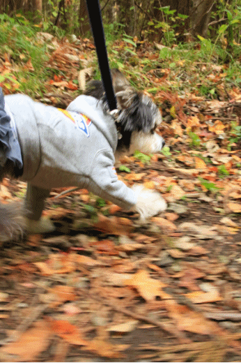 c0145250_19005064.gif