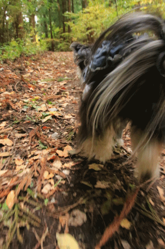 c0145250_19005567.gif