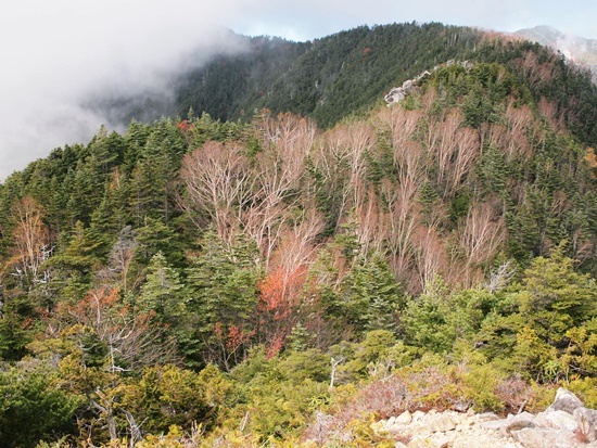 中央アルプス前衛 烏帽子岳(2,195m) 2019年10月28日_b0319255_21170942.jpg