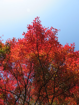 菊池、阿蘇スカイラインの、2019年の紅葉は今週末が見ごろ！菊池渓谷ビューポイント＆穴場スポット紹介！_a0254656_18091088.jpg