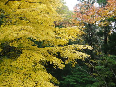 菊池、阿蘇スカイラインの、2019年の紅葉は今週末が見ごろ!菊池渓谷ビューポイント&穴場スポット紹介!_a0254656_19022946.jpg