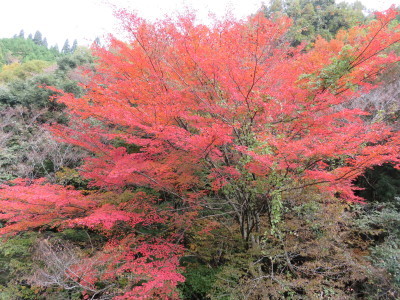菊池、阿蘇スカイラインの、2019年の紅葉は今週末が見ごろ!菊池渓谷ビューポイント&穴場スポット紹介!_a0254656_19065536.jpg