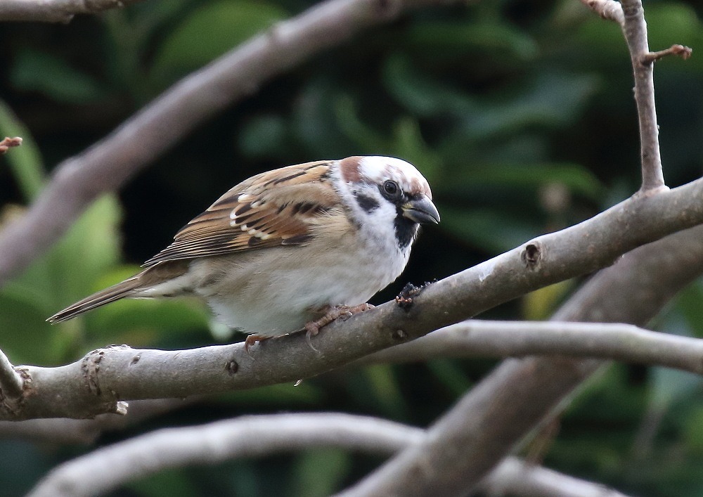 頭が白いスズメ 写真で綴る野鳥ごよみ