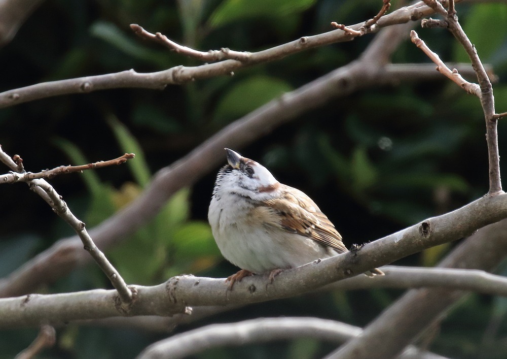 頭が白いスズメ 写真で綴る野鳥ごよみ