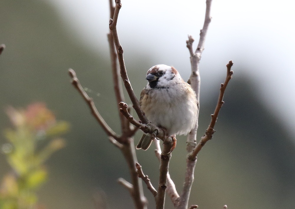 頭が白いスズメ 写真で綴る野鳥ごよみ