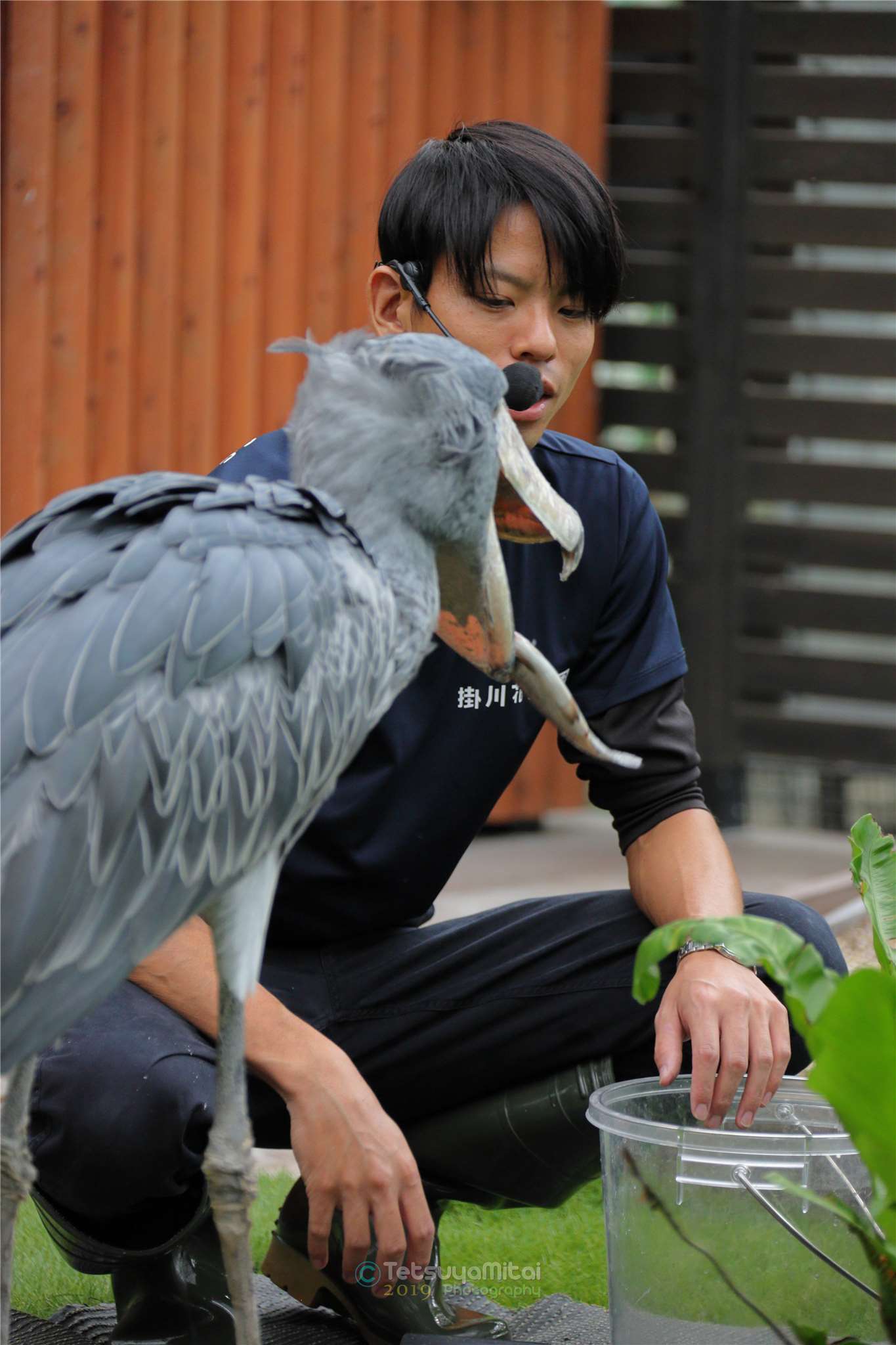 掛川花鳥園 と言えば ハシビロコウ Tochigi Four Seasons