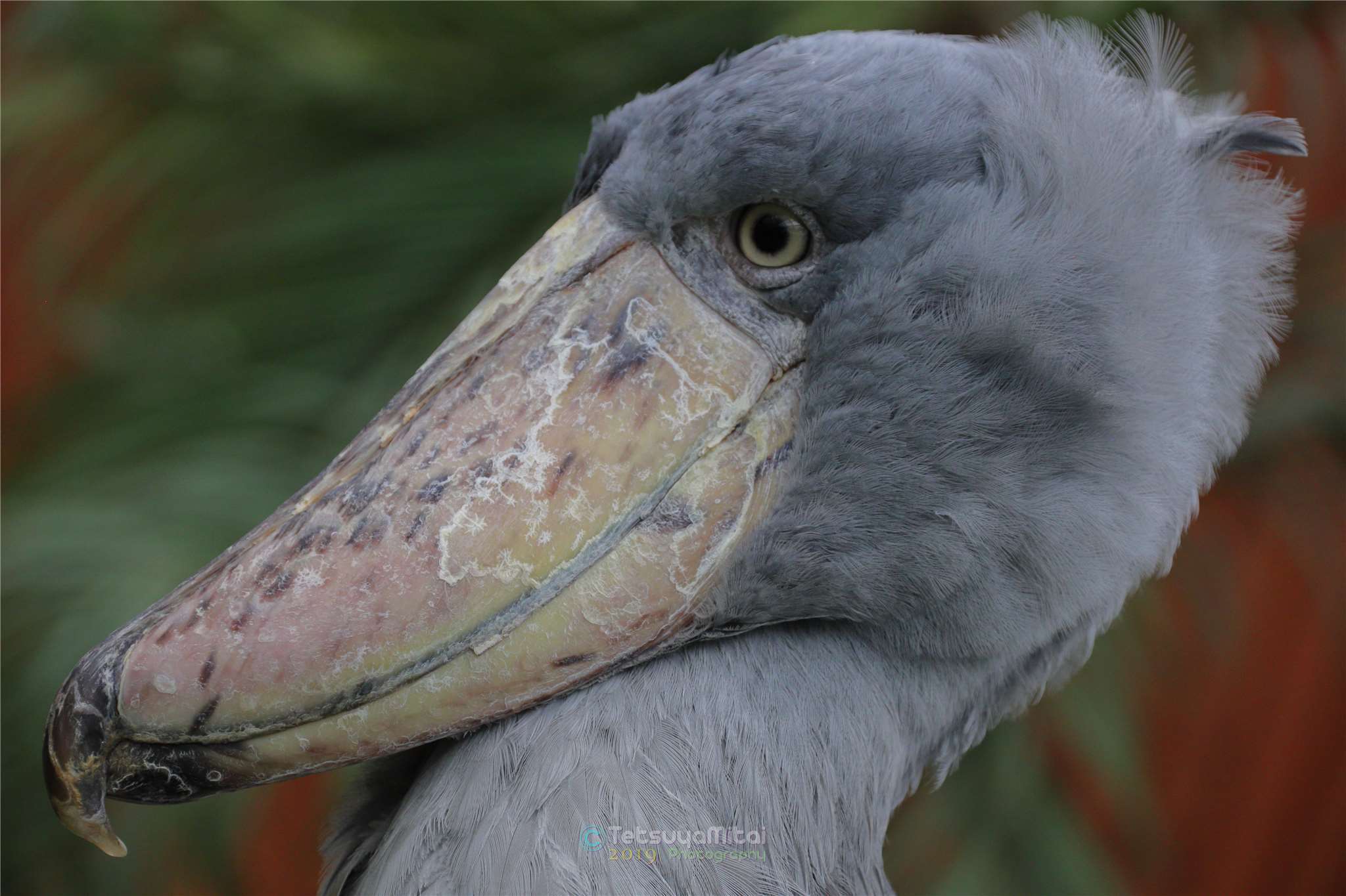 【掛川花鳥園】と言えば　ハシビロコウ_e0197769_20183127.jpg