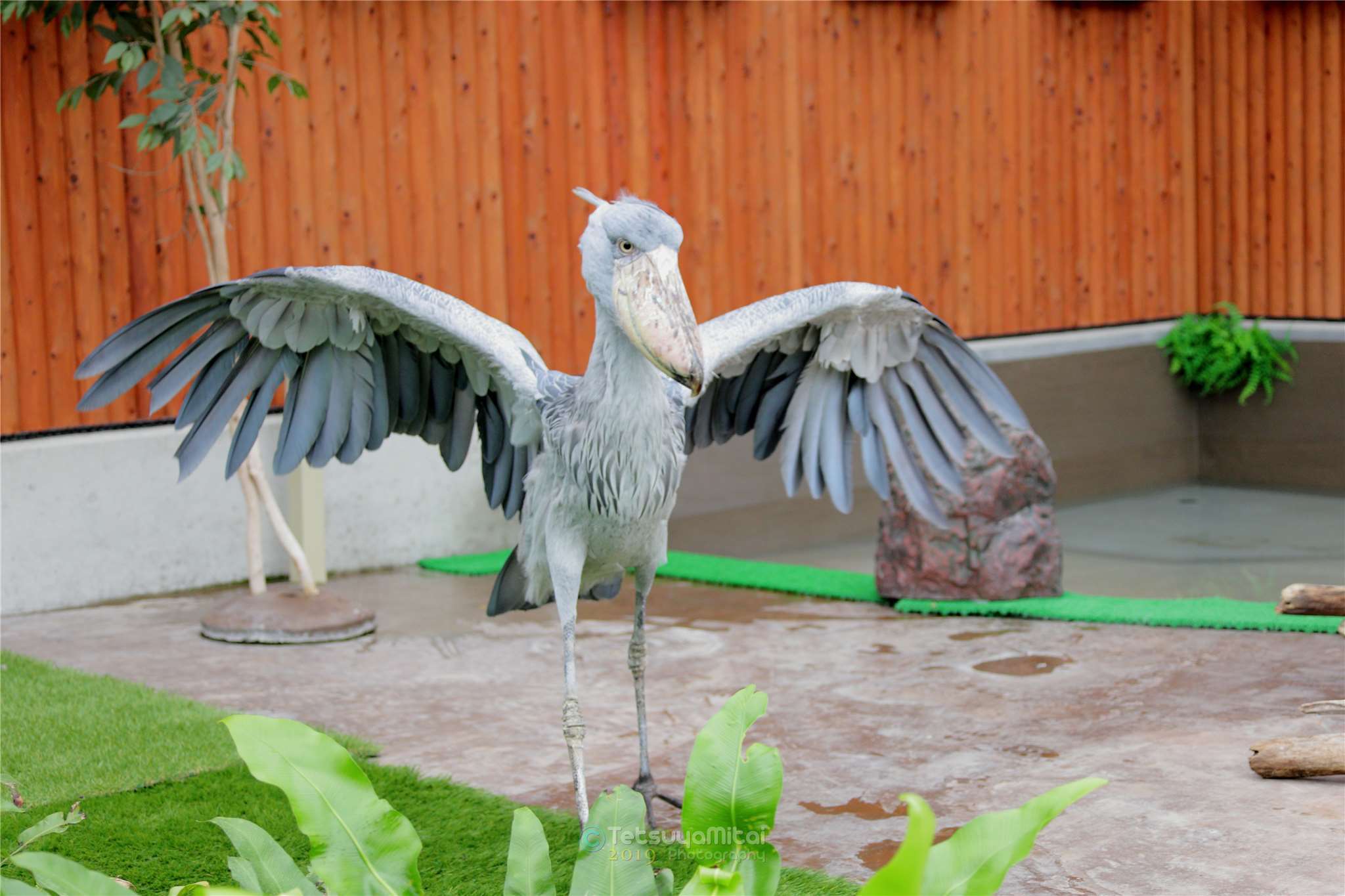 【掛川花鳥園】と言えば　ハシビロコウ_e0197769_20183152.jpg