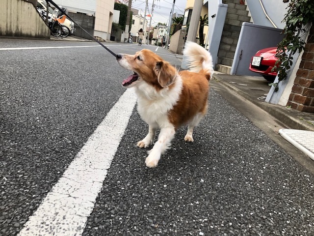 ホテルの様子(2019・11・13)_e0367571_11344760.jpg